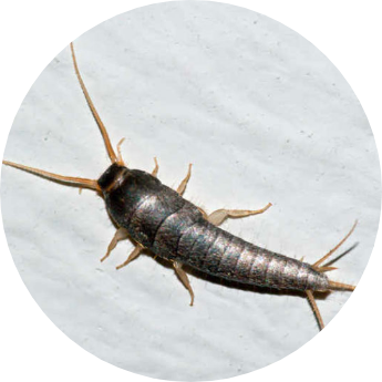 pececilols de plata
